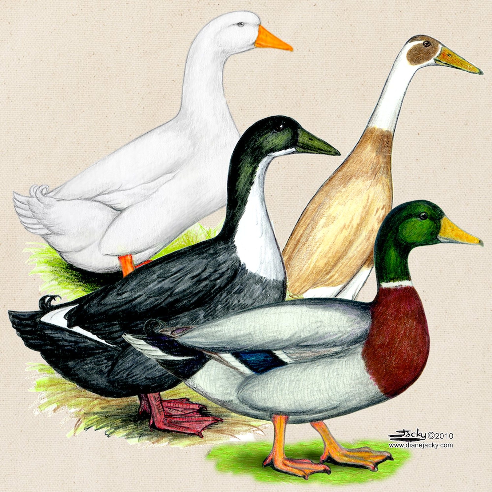 CafePress Duck Quartet Natural Canvas Tote Bag, Cloth Shopping Bag (507737270)